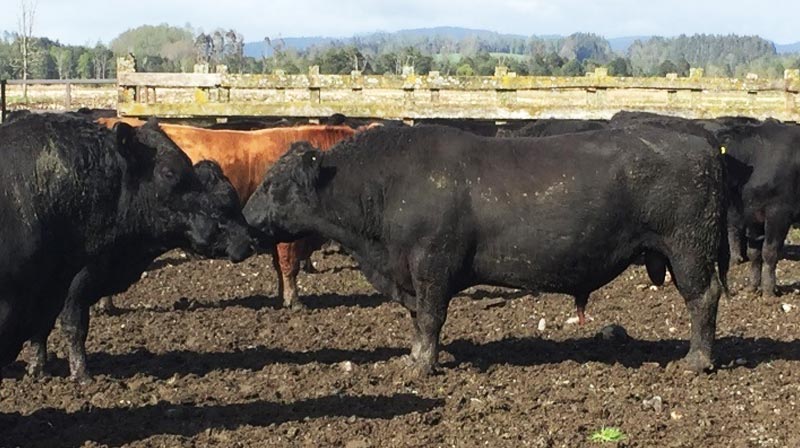 Agricola Los Lagos Empresa dedicada a la crianza y venta de ganado Angus de alto nivel genético en la Región de los Ríos, Chile.